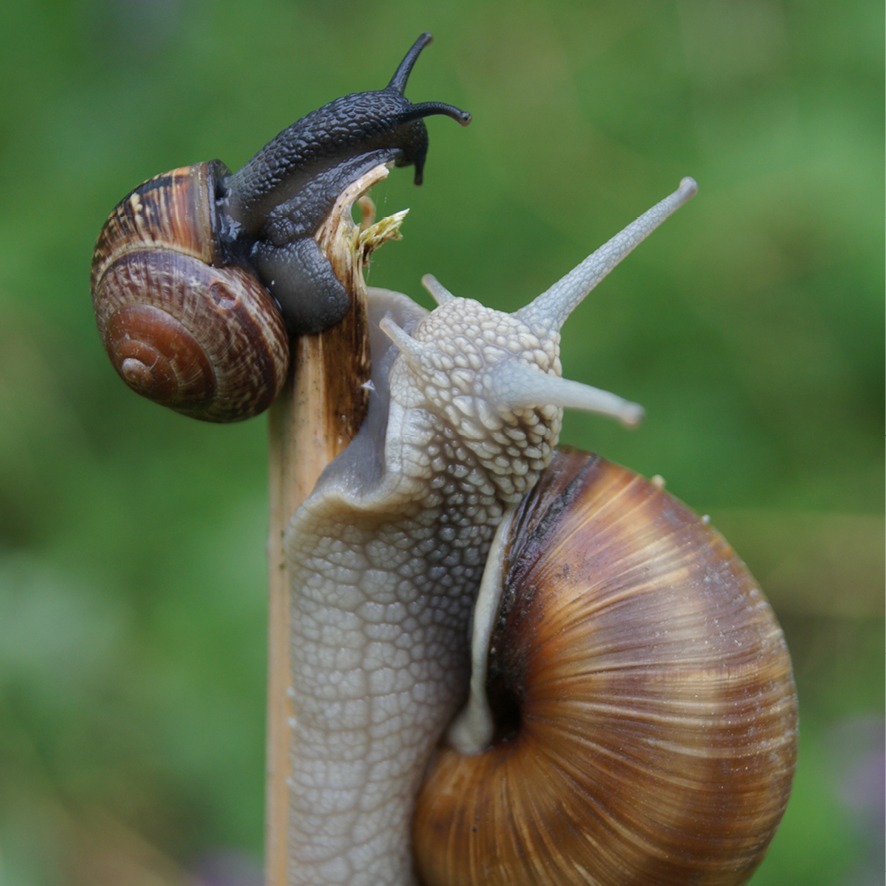 Ehemalige der Freien Waldorfschule Gutenhalde – verbunden über die Schulzeit hinaus